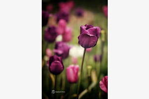 Tulpenmeer