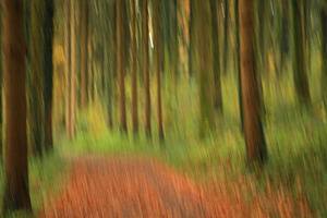 Herbstwald