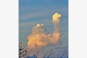 Dromedarwolke