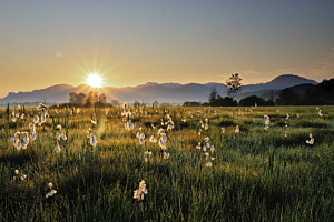 Wollgras Sonnenaufgang