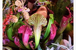 Garten Eden