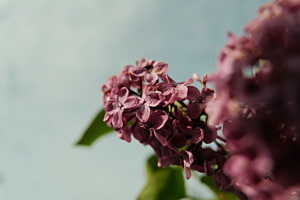 Pflanze