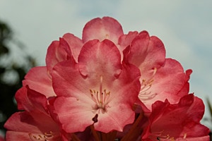 Blüte