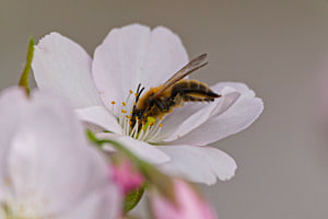 Bee