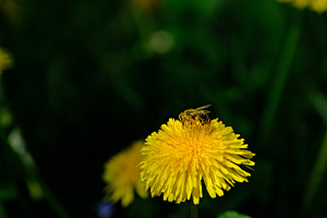 Blind vor lauter Pollen