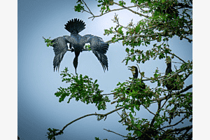 Der Kormoran verneigt sich vor uns
