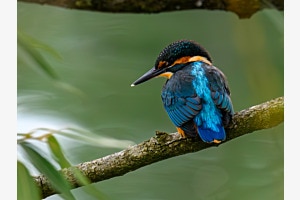 Kingfisher an der Broye