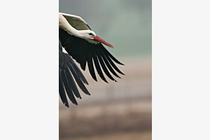 Storch im Hochformat