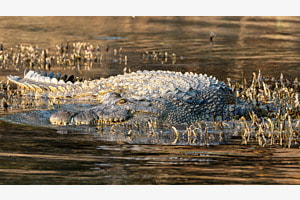 Nilkrokodil Crocodylus niloticus