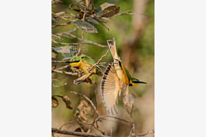 Zwergspint, Little bee-eater, Merops pusillus
