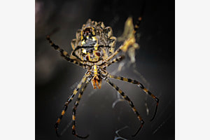 Argiope