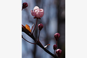 Kirschblüte