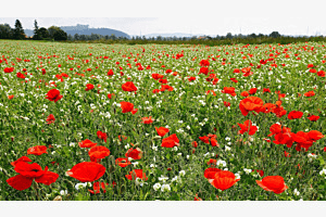CH-Blumenlandschaft