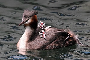 Taxi Mama