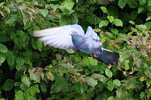 Taube im Flug