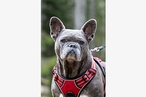 Grauer Hund