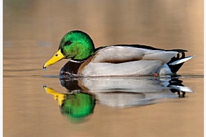 Stockente