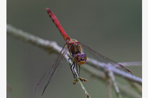 Libelle