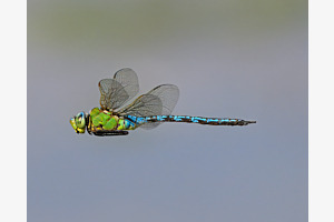 Libelle in flug