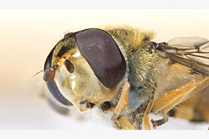 Macro