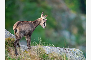 Gamskitz vor steilem Fels