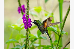 Schwarzbauchkolibri geniesst den Nektar