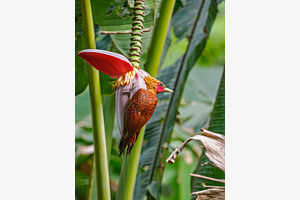 Kastanienspecht an Bananenblüte