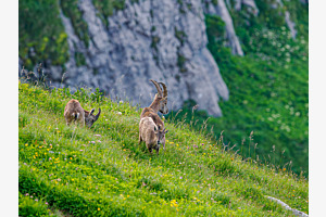 Steinböcke im Toggenburg Steinböcke im Toggenburg