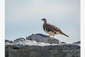 Alpenschneehuhn Alpenschneehuhn