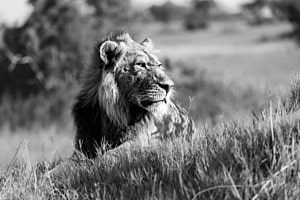 King