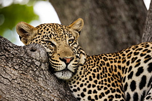 Siesta