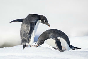 Adeliepinguine 