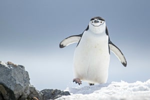 Zurück zum Nest, Kehlstreifpinguin