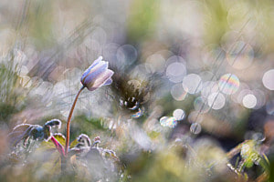 Frühling