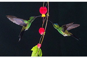 Kolibris