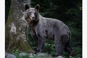 stolzer Braunbär, Slovenien