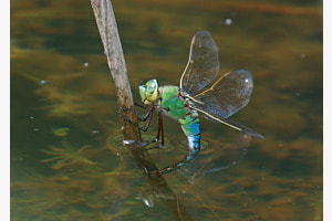 Libelle bei Eiablage(gut festhalten)