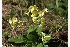 Schlüsselblume im Wald