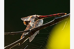 Libelle im Abendlicht