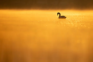 Goldener Morgen Goldener Morgen
