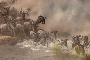 The great migration The great migration