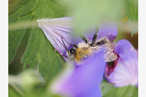Die Makro-Hummel