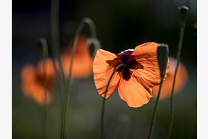Feuermohn Feuermohn