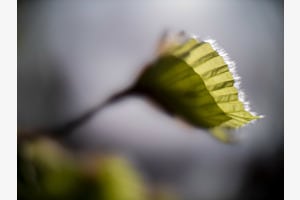 Blattentfaltung