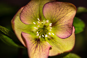 Lenzrosenblüte