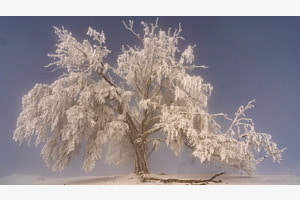 Baum an der Nebelgrenze