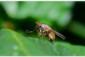 Kleines Wunder der Natur ganz gross
