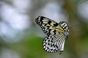 Im Anflug Im Anflug