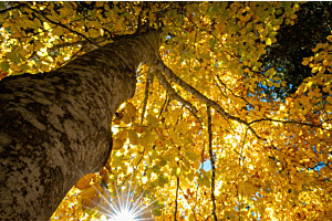 Herbst