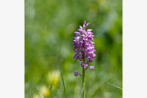 fleurs Valais